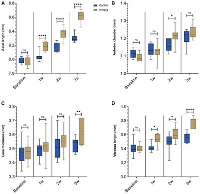 Reduction of experimental ocular axial elongation by neuregulin-1 antibody